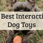 Best Interactive Dog toys