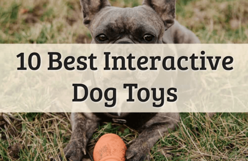 Best Interactive Dog toys