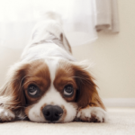 Dog Breeds for Seniors
