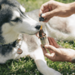 Dogs with Arthritis