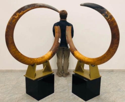 Mammoth Tusks