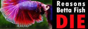 reasons why Betta Fish Die