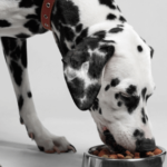 Wet or Dry? Find the Best Dog Food for Your Furry Buddy at Pet Co New Zealand Best Dog Food
