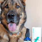 Benefits of Cannabinoids for Anxious Animals