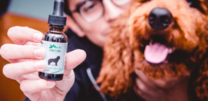 Use CBD Oil for Pets