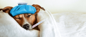 It's easy to tell when a dog is sick
