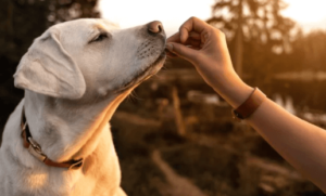 Healthy Pet Food Means Longer and Happier Life
